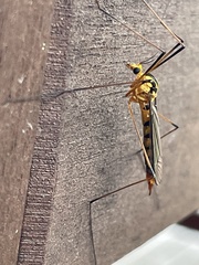 Nephrotoma australasiae