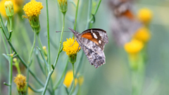 Libytheana carinenta mexicana