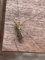 Nephrotoma australasiae