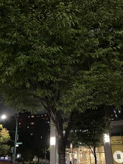 Zelkova