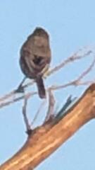 Sporophila
