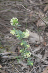 Pimelea linifolia