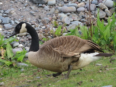 Branta canadensis maxima