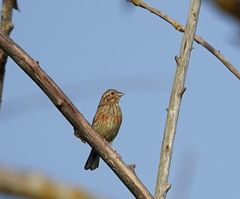 Emberiza cirlus