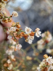 Eriogonum heermannii