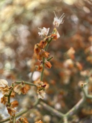 Eriogonum heermannii