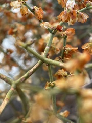 Eriogonum heermannii