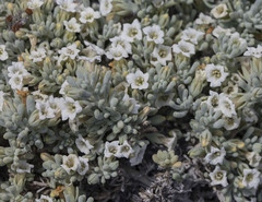 Nolana crassulifolia