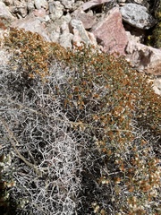 Eriogonum heermannii