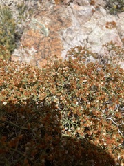 Eriogonum heermannii