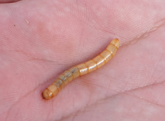 Tenebrionidae