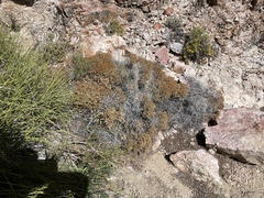 Eriogonum heermannii