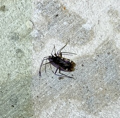 Eustictus