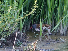 Rallus aquaticus