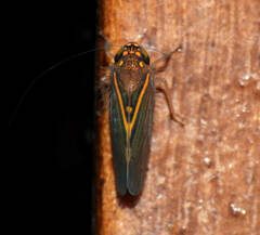Portaninae
