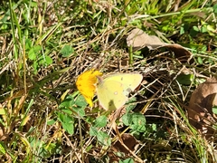 Colias