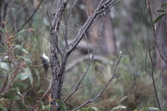 Cormobates leucophaea
