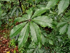 Schefflera digitata