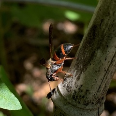 Pachodynerus erynnis