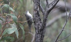 Cormobates leucophaea