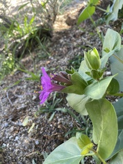 Mirabilis multiflora