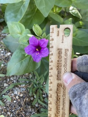 Mirabilis multiflora