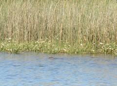 Lontra provocax