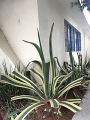 Agave americana