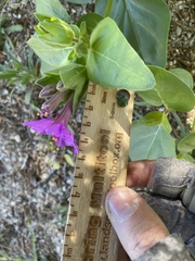 Mirabilis multiflora