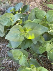 Mirabilis multiflora