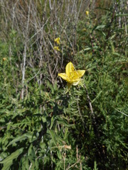 Oenothera elata hookeri
