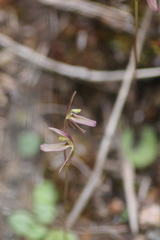 Cyrtostylis reniformis