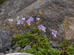 Veronica hookeriana
