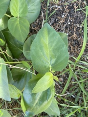 Mirabilis multiflora