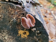 Geoscypha violacea