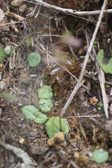 Cyrtostylis reniformis