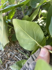 Mirabilis multiflora