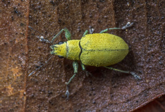 Naupactus
