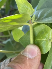 Mirabilis multiflora