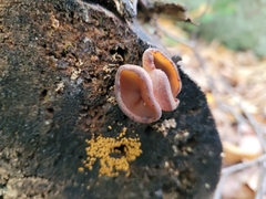 Geoscypha violacea