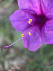 Mirabilis multiflora