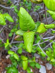 Guettarda krugii