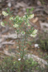 Pimelea linifolia