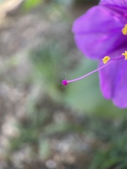 Mirabilis multiflora