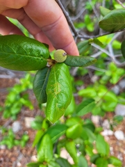 Guettarda krugii
