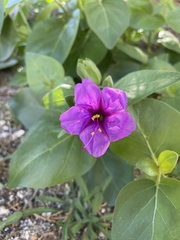 Mirabilis multiflora