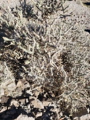 Cylindropuntia ramosissima