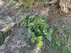 Mirabilis multiflora