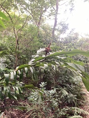Alpinia uraiensis