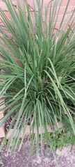 Lomandra longifolia